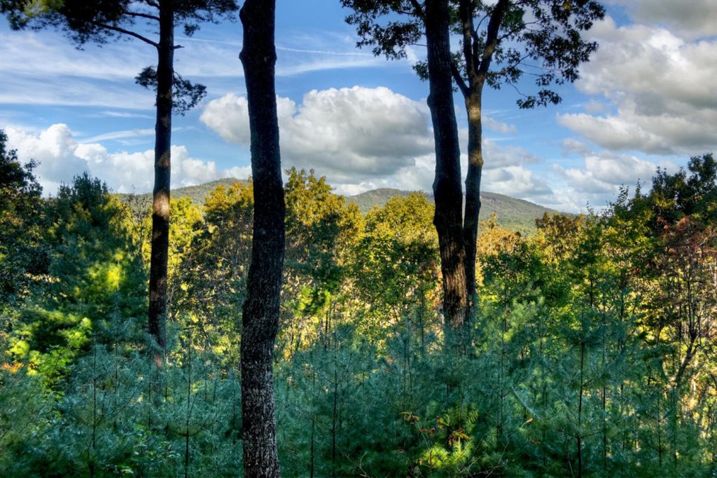 587 Candy Lane Ellijay, GA 30540 - Photo 21 of 40