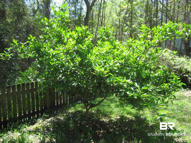 5480 Mobile Avenue Orange Beach, AL 36561 - Photo 22 of 22 Fruit Trees