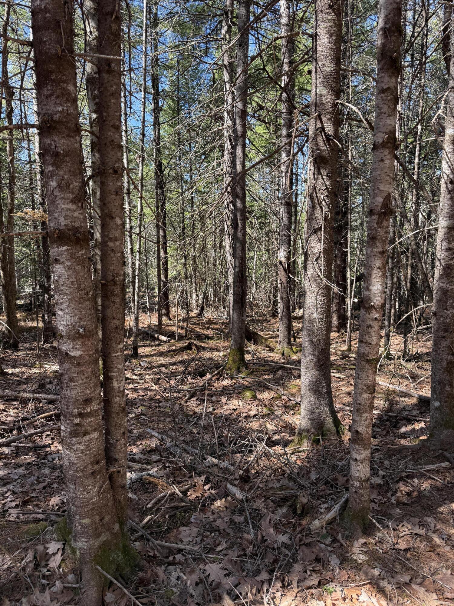 Lot 016-01 Old Fisher Road Holden, ME 04429 - Photo 7 of 10 IMG_6735