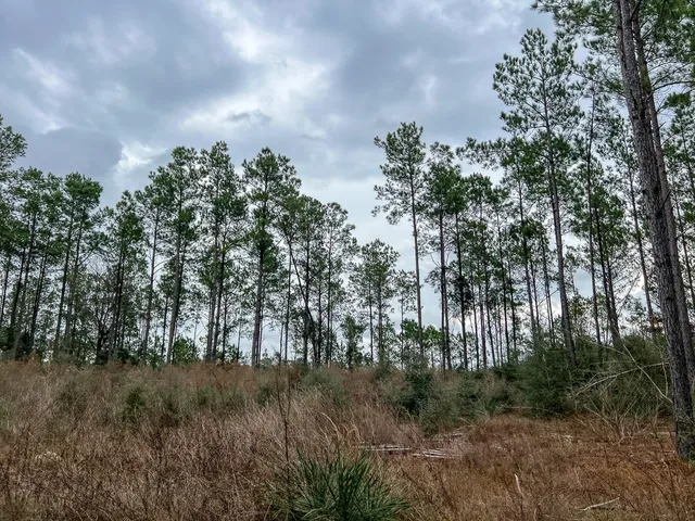a view of a forest filled with trees