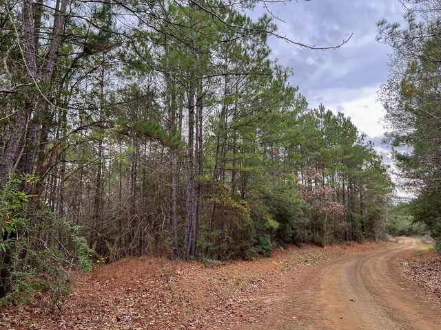 a view of a forest with trees in the background