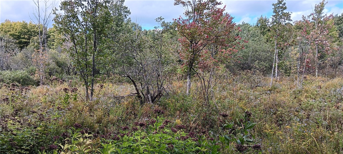 620 East Conesville Road Conesville, NY 12076 - Photo 36 of 40