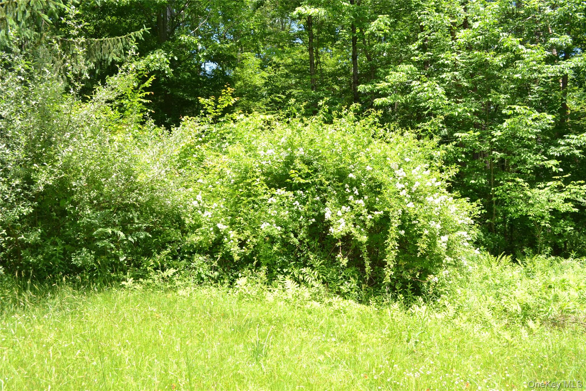 549 Gavette Road Roscoe, NY 12776 - Photo 23 of 26 Side yard