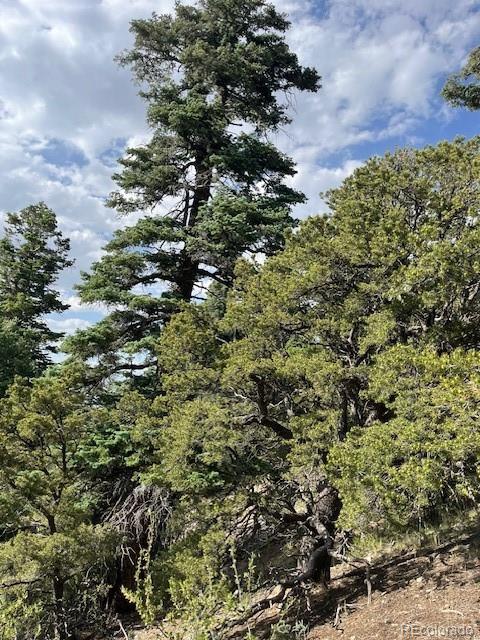 314 Arrastre Road Mosca, CO 81146 - Photo 12 of 16 a view of a tree