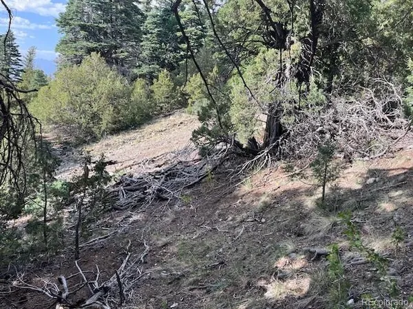 a view of a forest with trees in the background