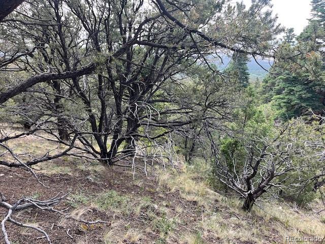 314 Arrastre Road Mosca, CO 81146 - Photo 7 of 16 a view of a yard with a tree