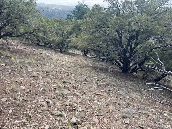 a view of a forest with trees in the background