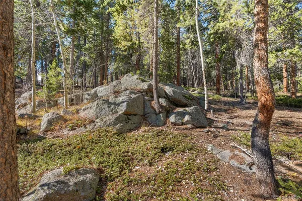 a view of a yard with tree s
