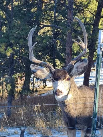 a view of a swimming pool with a yard
