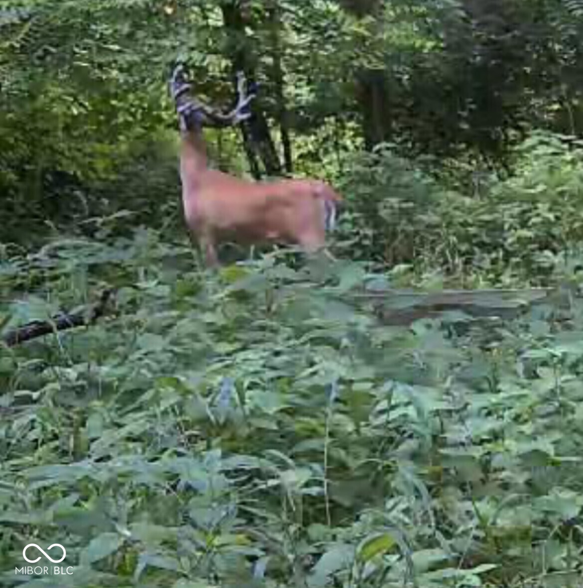 10372 Dugan Road Vevay, IN 47043 - Photo 10 of 79 Gallery Image 10