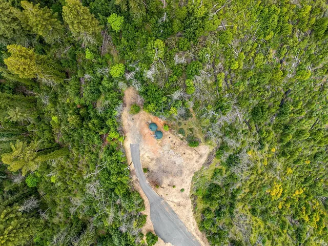 a view of a yard with plants and tree