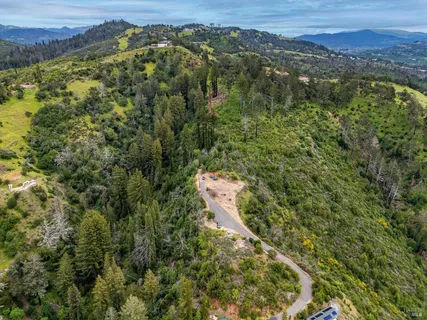a view of a garden with a tree