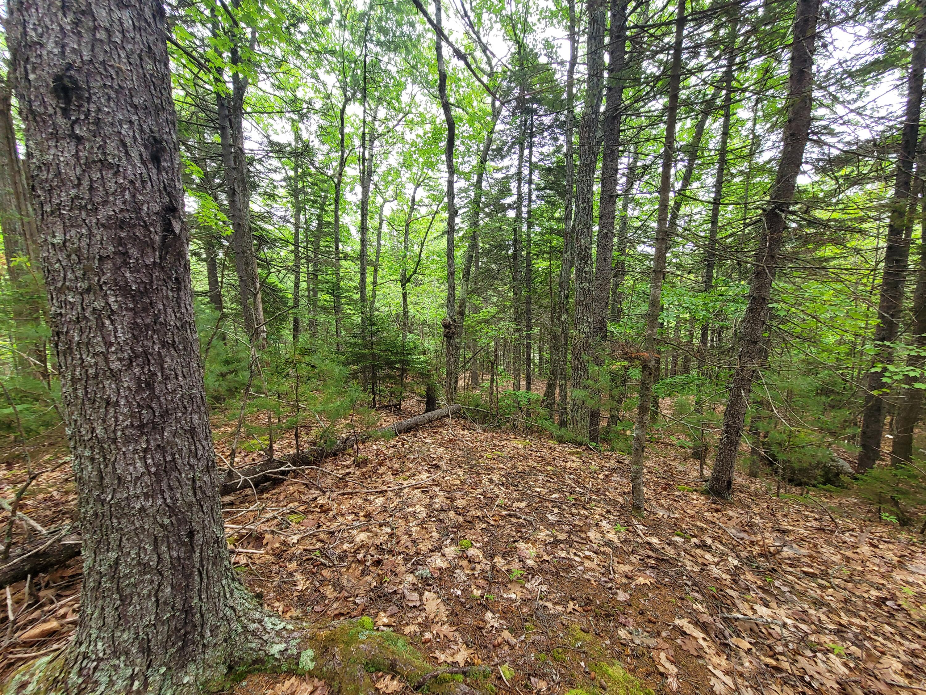 Tbd Grindleville Road Blue Hill, ME 04614 - Photo 35 of 52 Interior of lot