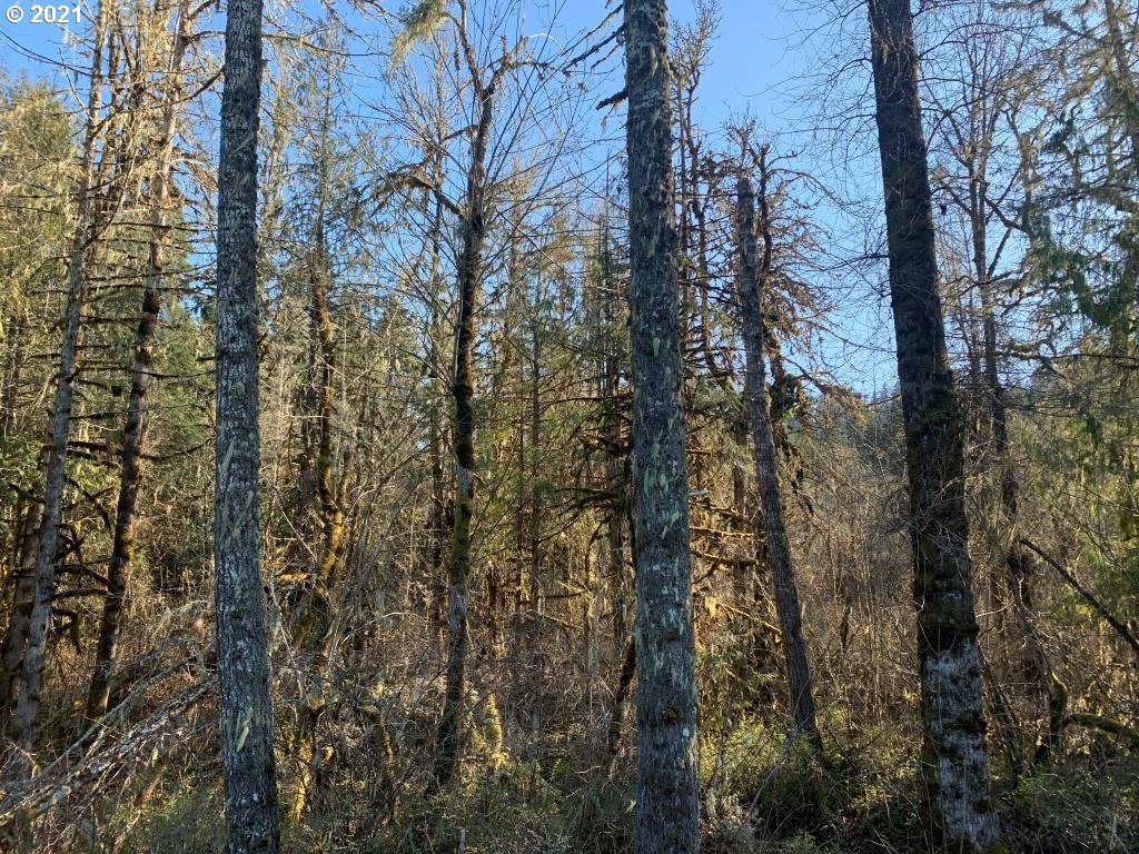 0 Siuslaw River Road Lorane, OR 97451 - Photo 12 of 13 Gallery Image 12