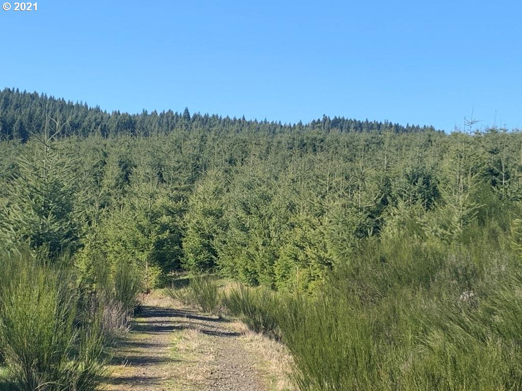 0 Siuslaw River Road Lorane, OR 97451 - Photo 3 of 13 Gallery Image 3