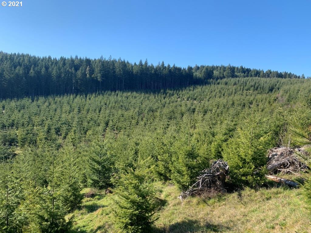 0 Siuslaw River Road Lorane, OR 97451 - Photo 7 of 13 Gallery Image 7