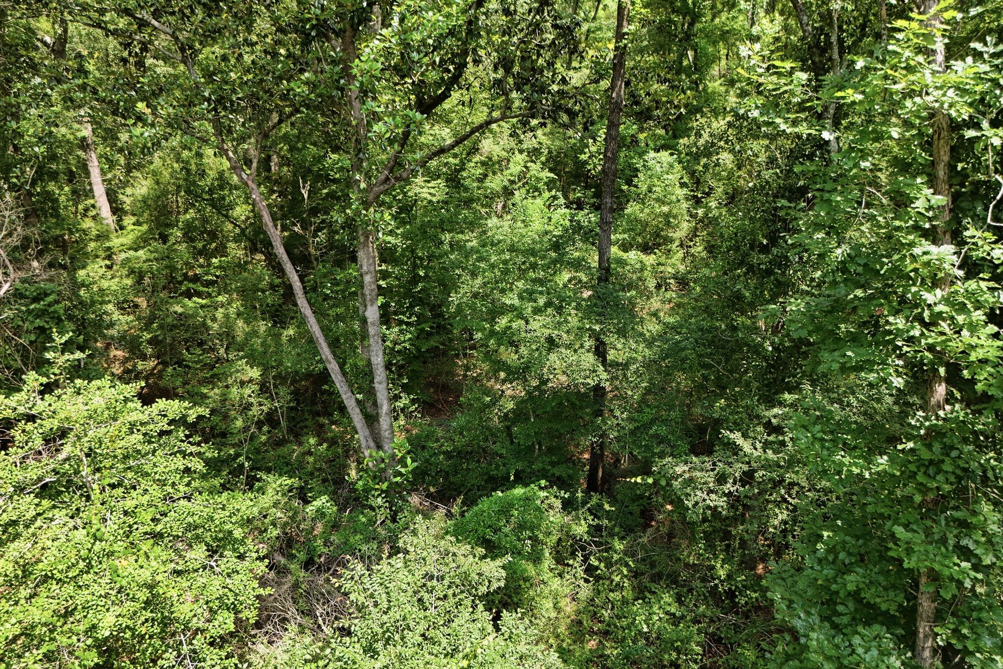 Tbd Coleman Drive Splendora, TX 77372 - Photo 2 of 16
