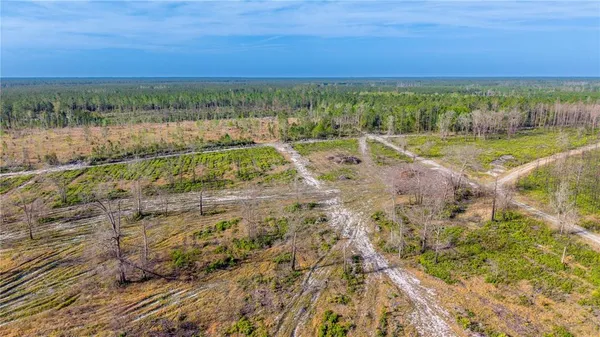 a view of a yard with plants