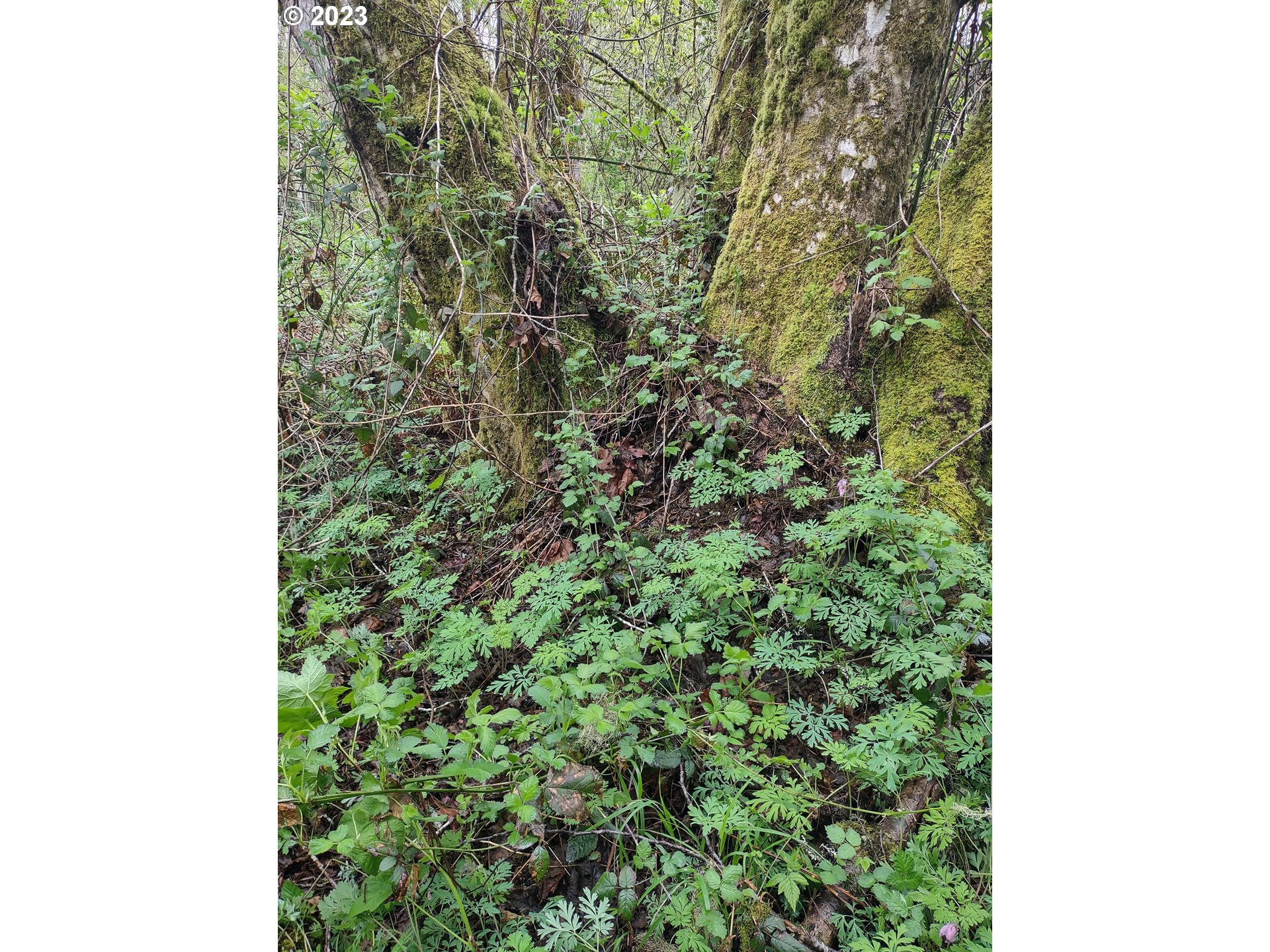 Maple Road Seaside, OR 97138 - Photo 11 of 12