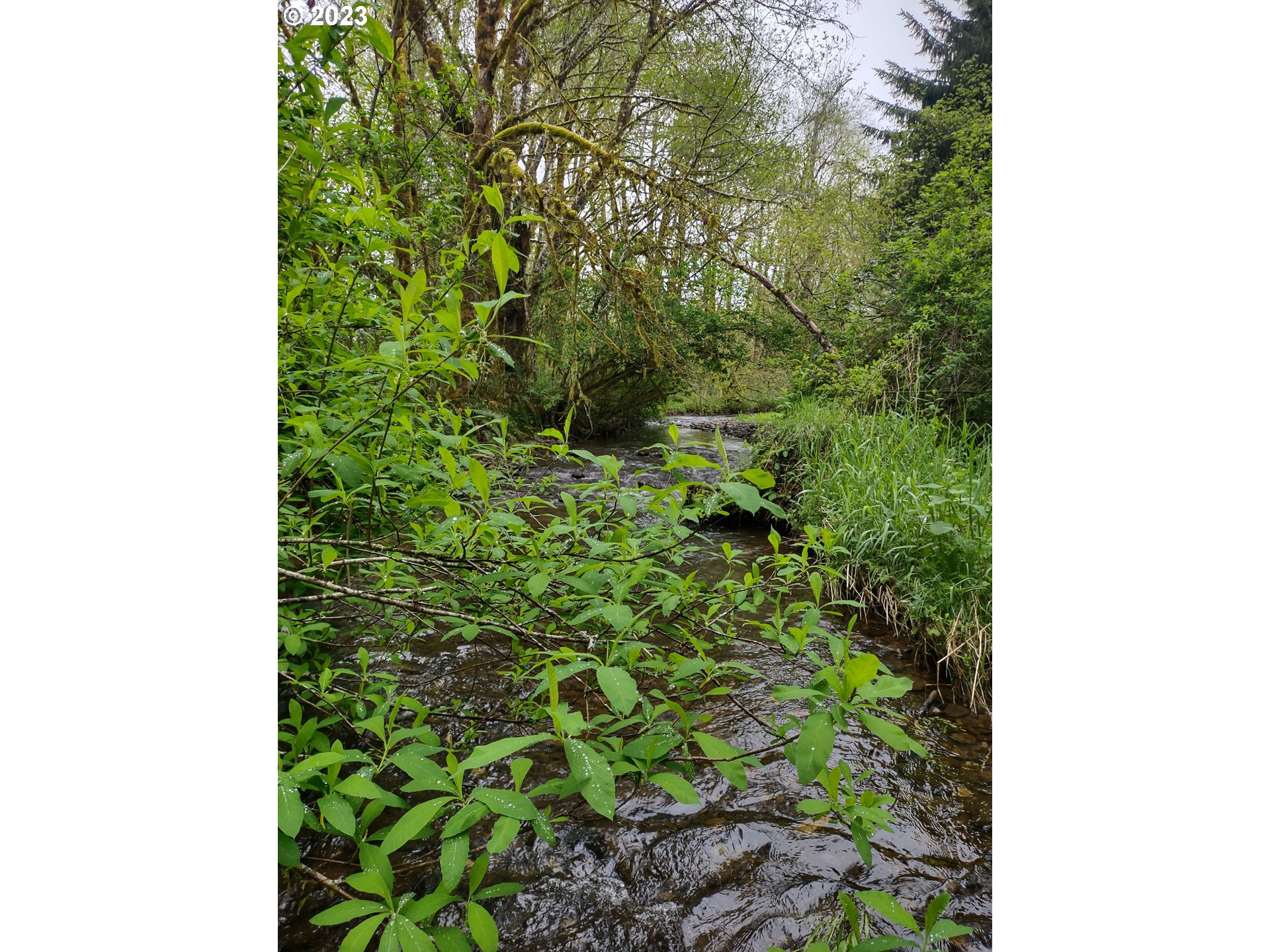 Maple Road Seaside, OR 97138 - Photo 8 of 12