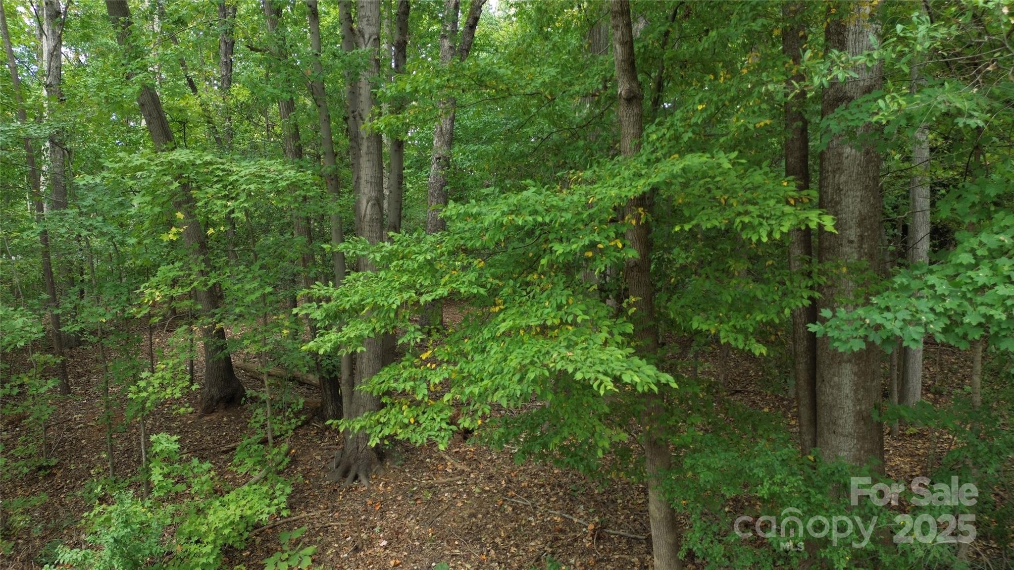 view of a lush green forest with lots of trees