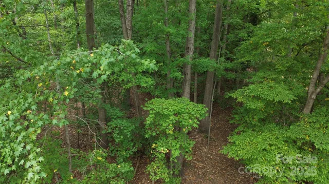 a plant view in yard