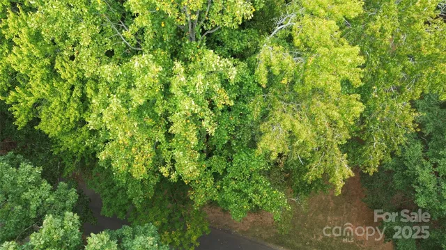 a view of a lush green forest