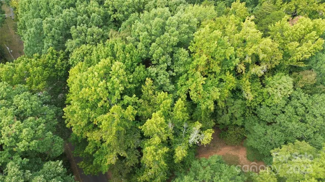a view of a forest with a tree