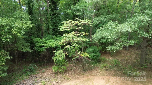a view of a yard with plants and large trees