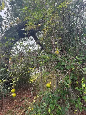 a view of a tree in a yard