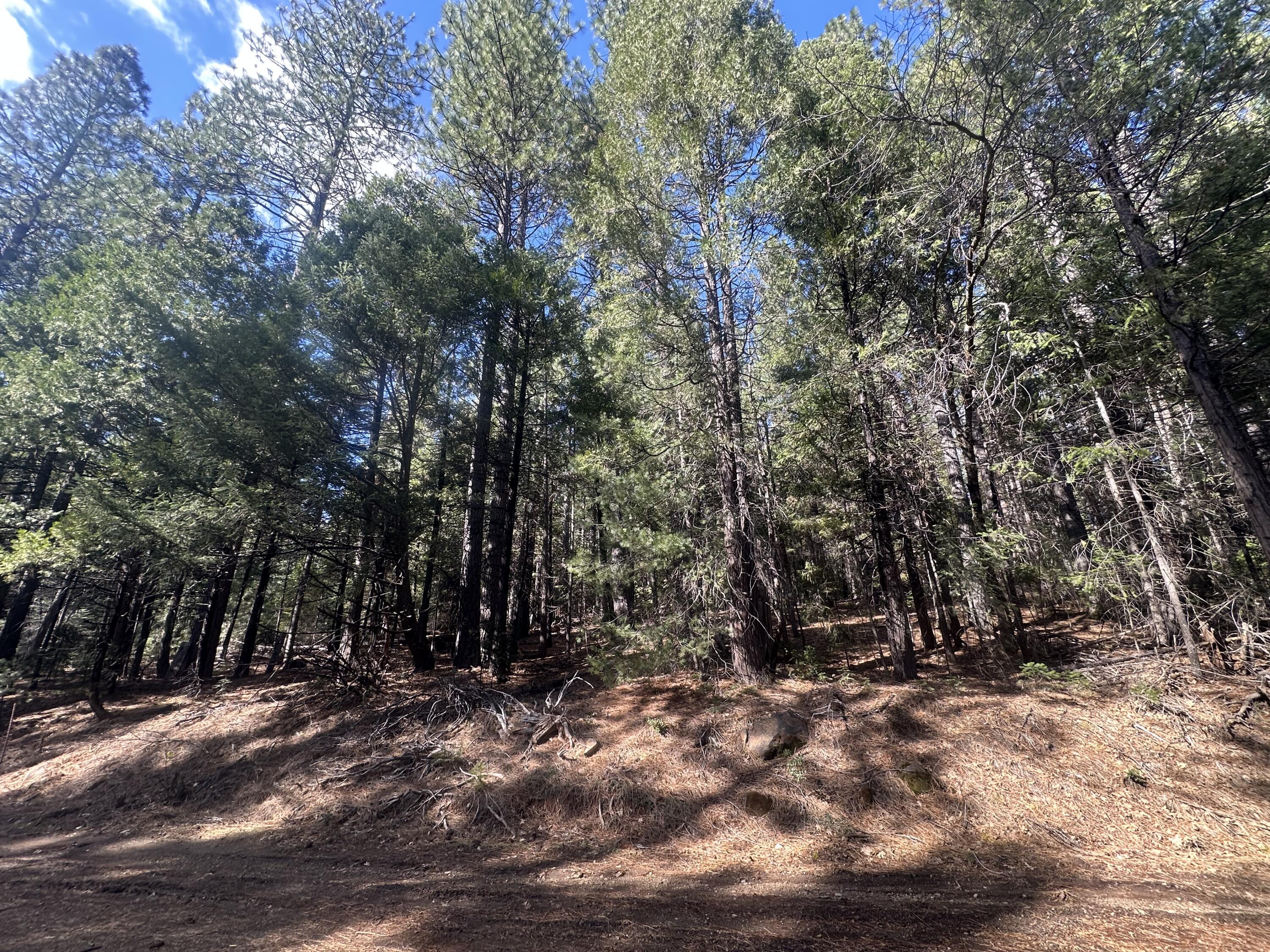 0 Rl Smith Lumber Co Road Oak Run, CA 96069 - Photo 2 of 9 a view of outdoor space with trees