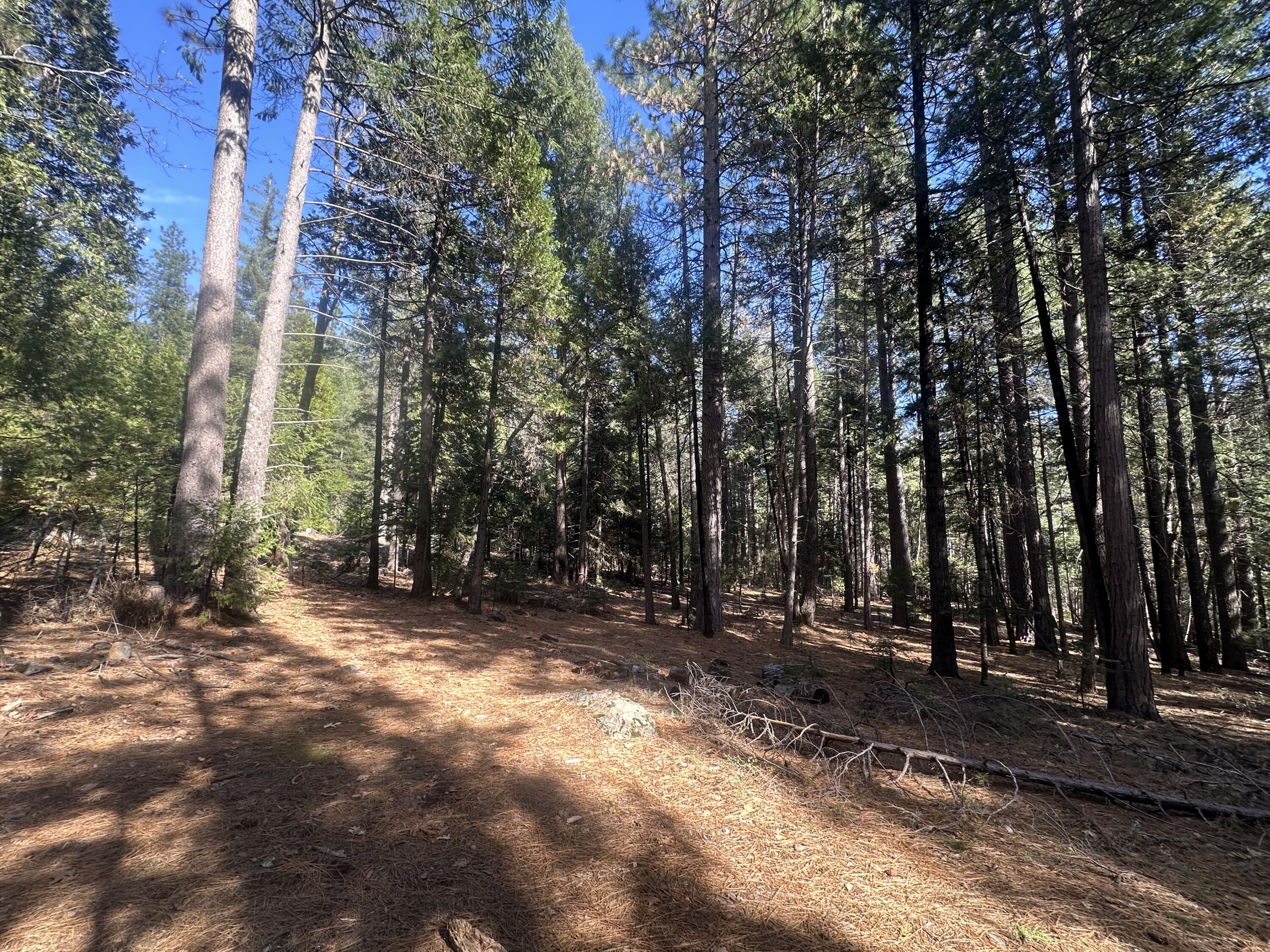 0 Rl Smith Lumber Co Road Oak Run, CA 96069 - Photo 6 of 9 a view of a forest with trees