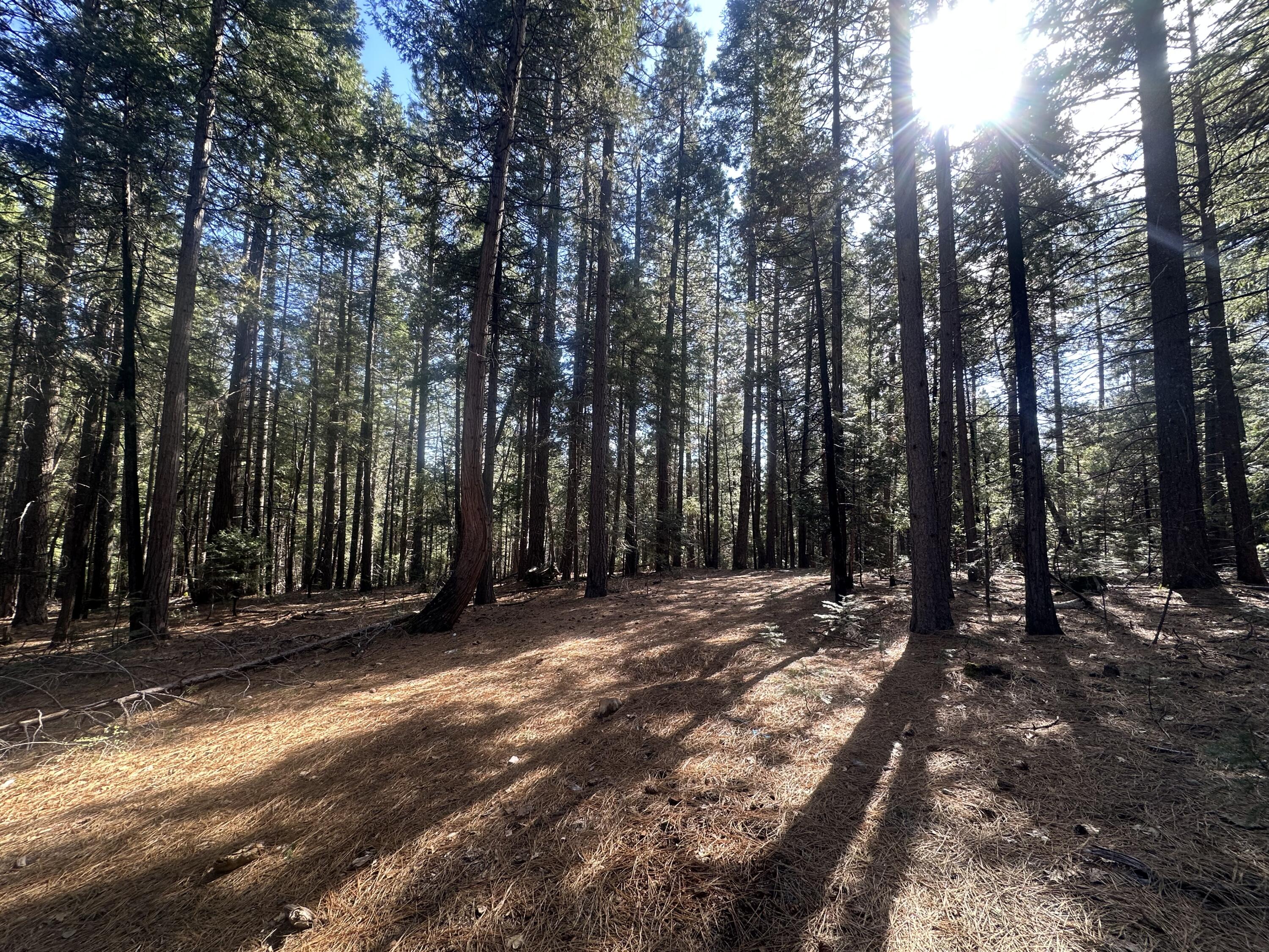 0 Rl Smith Lumber Co Road Oak Run, CA 96069 - Photo 7 of 9 a view of a yard with trees in the background