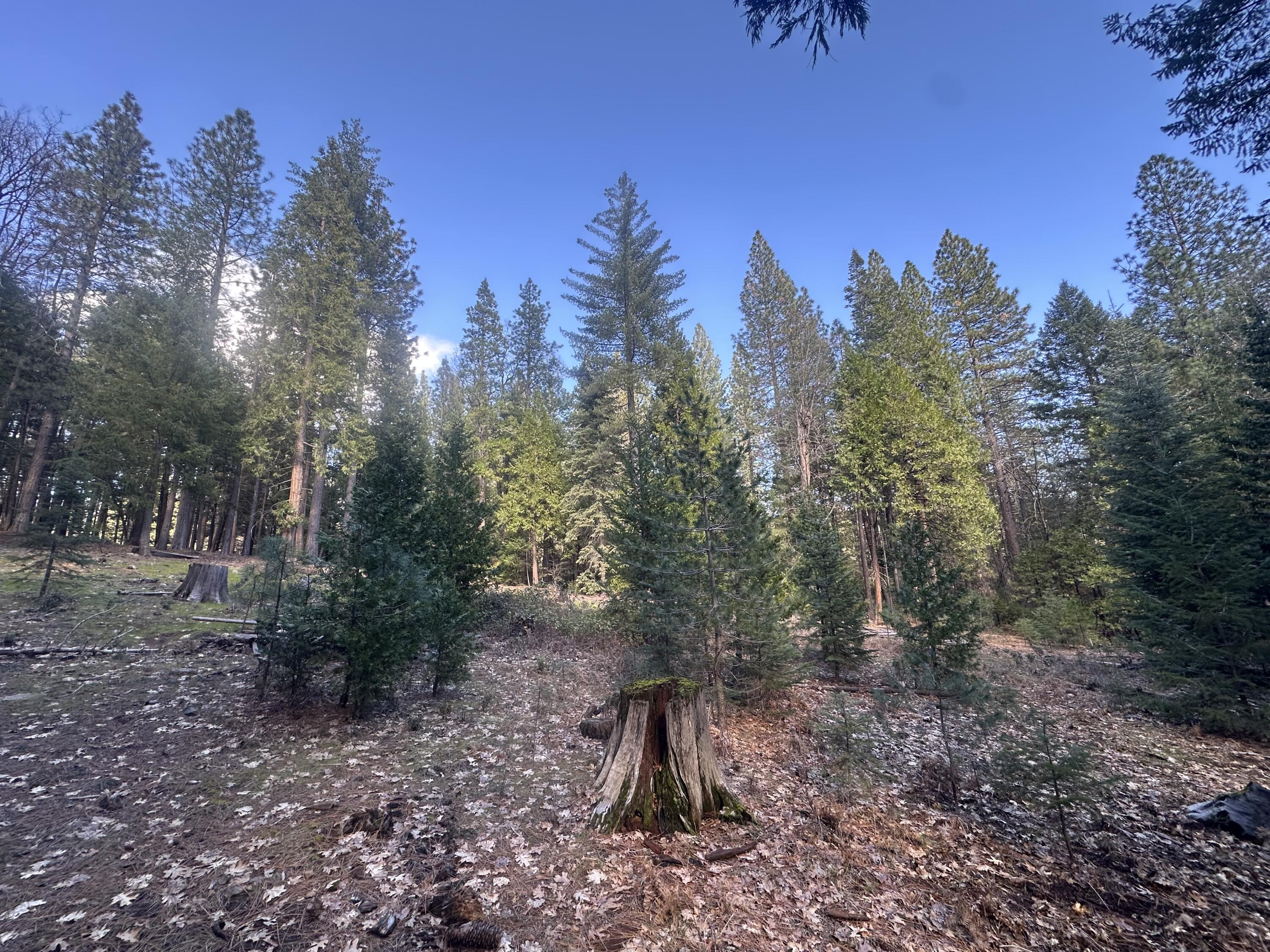 0 Rl Smith Lumber Co Road Oak Run, CA 96069 - Photo 8 of 9 a backyard of a house with lots of green space