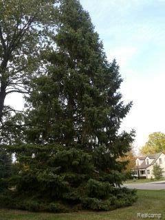 2870 Culbertson Avenue Rochester, MI 48307 - Photo 15 of 16 THINKING ABOUT CHRISTMAS.jpg
