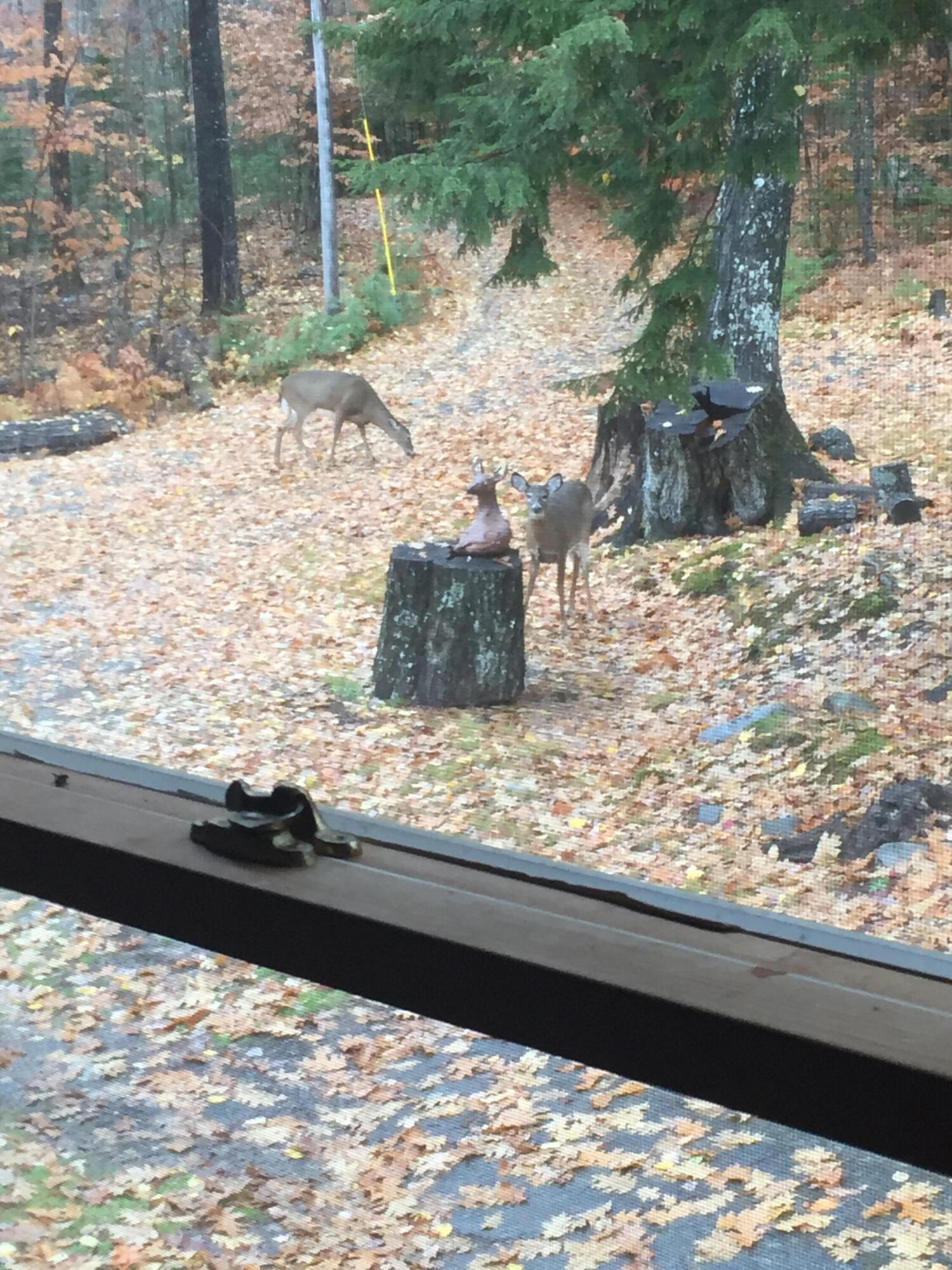 41 Thomas Road Monson, ME 04464 - Photo 37 of 40 IMG_5462