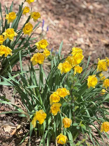 a view of a tree in a yard