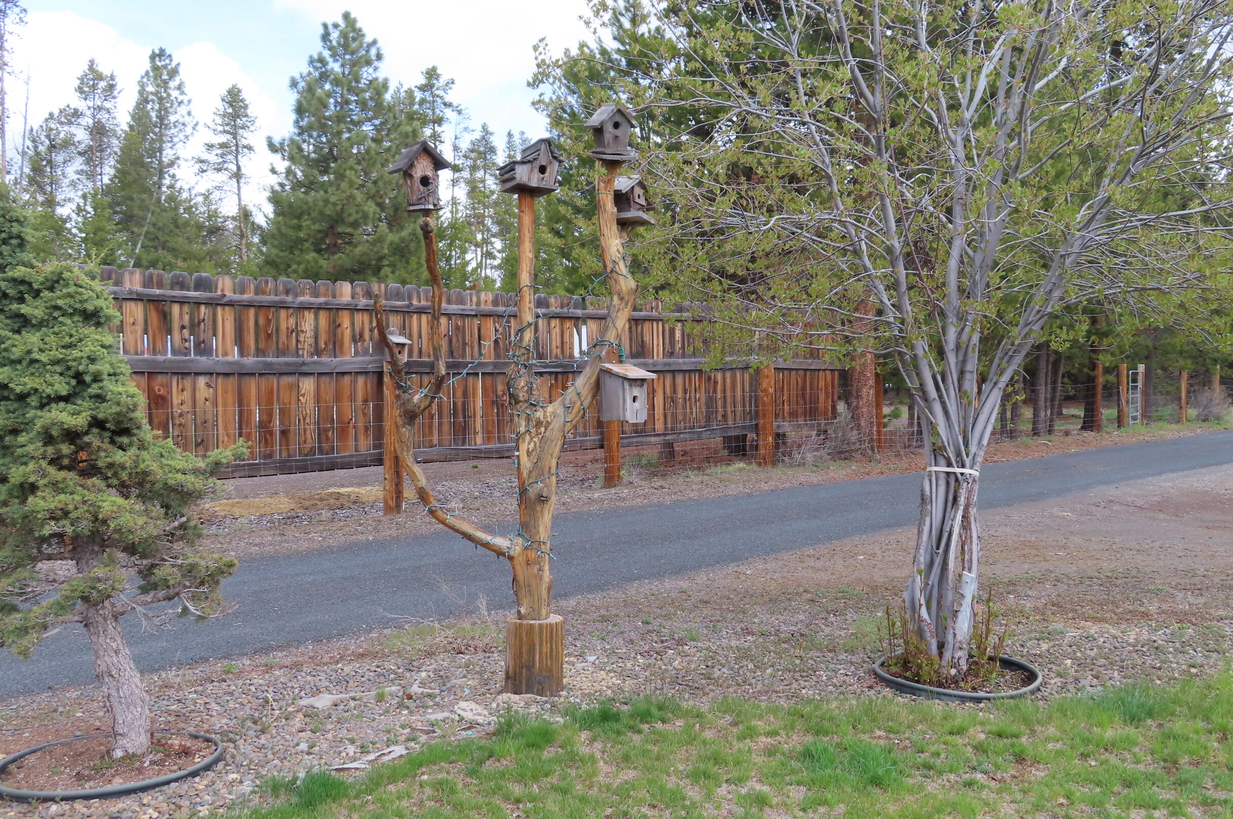 51240 Dianne Road La Pine, OR 97739 - Photo 8 of 45 Bird house tree