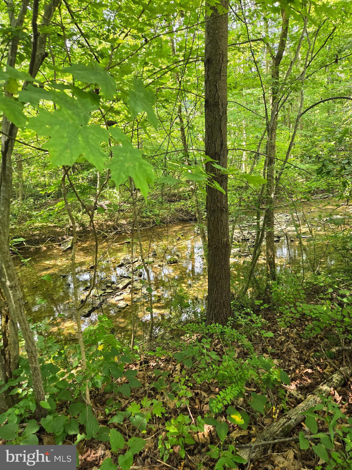 12319 Creek Road Shade Gap, PA 17255 - Photo 18 of 19 a close up of a tree