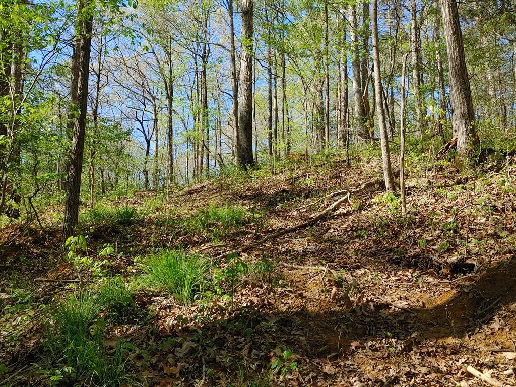 Tract A Northeast Tract A Ne Banks Chapel Road Ranger, GA 30734 - Photo 6 of 28 Gallery Image 6