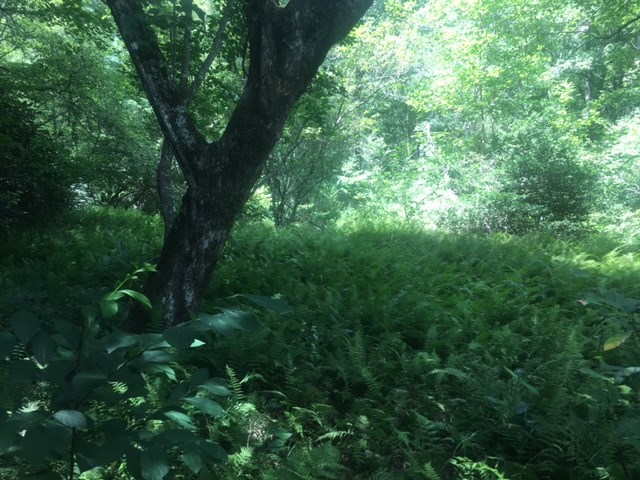 4910 Highway 60 Murphy, NC 28906 - Photo 17 of 41