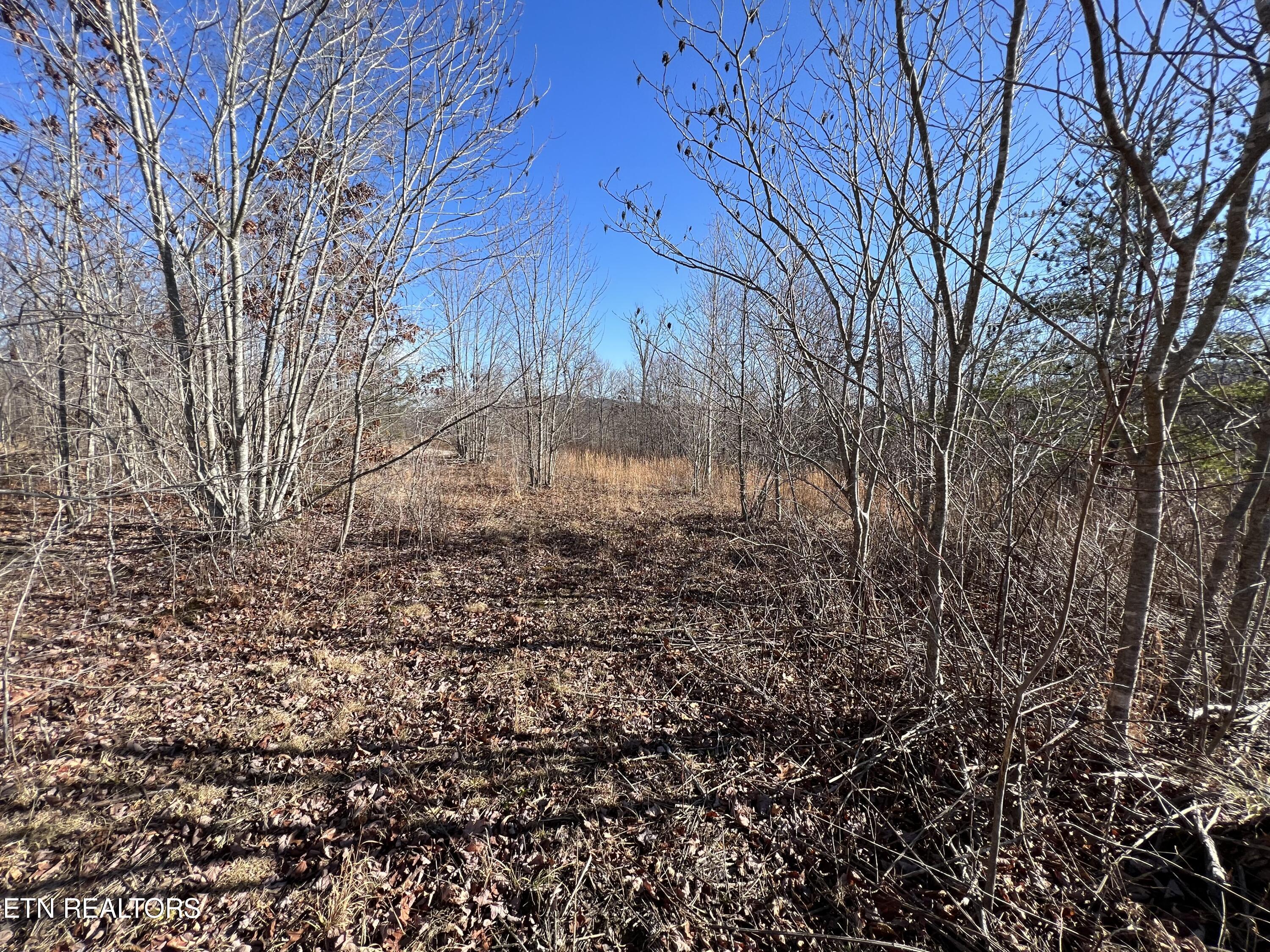 Lot J McCartt Ridge Road Sunbright, TN 37872 - Photo 7 of 21 IMG_2790