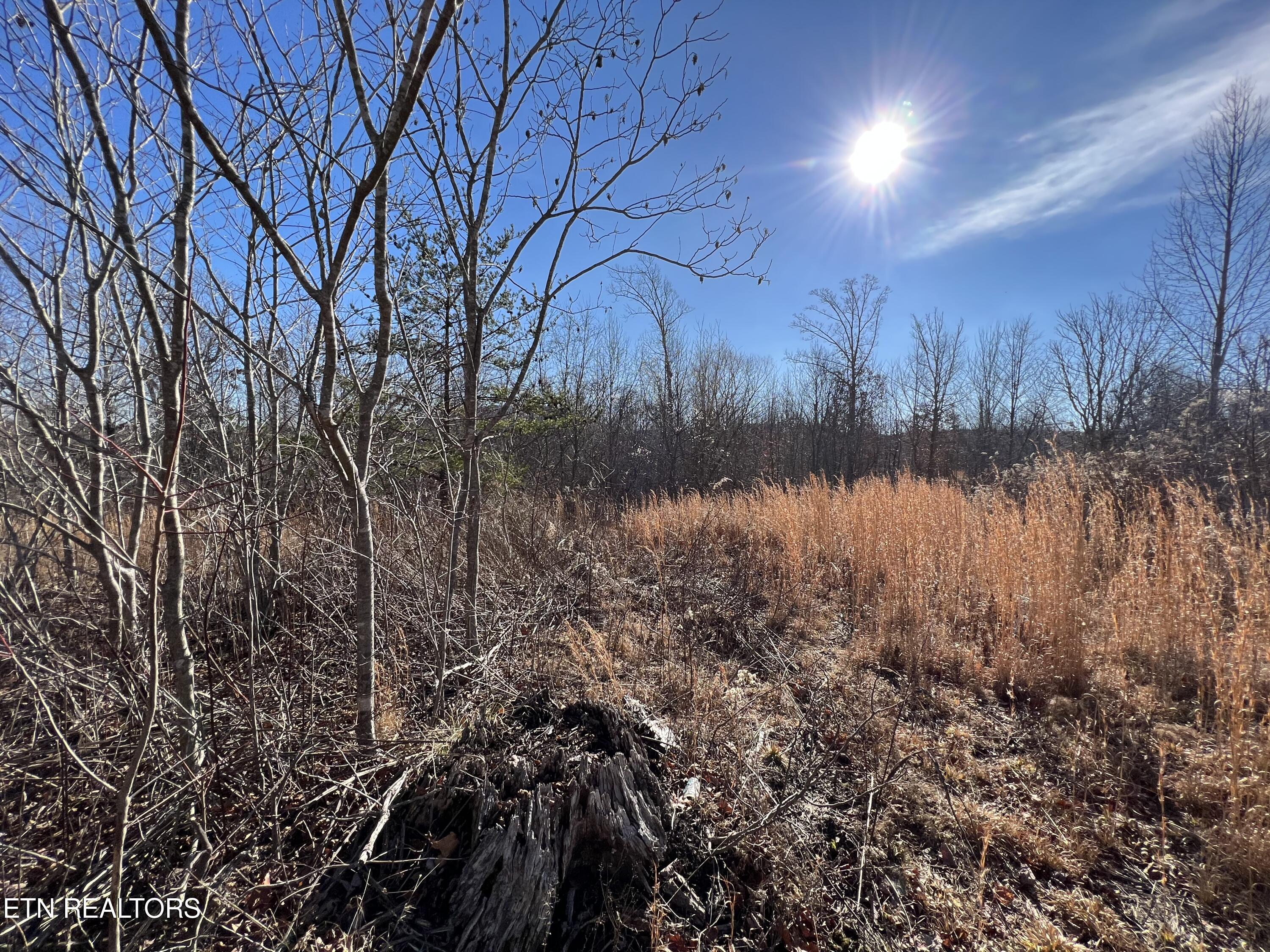 Lot J McCartt Ridge Road Sunbright, TN 37872 - Photo 10 of 21 IMG_2789