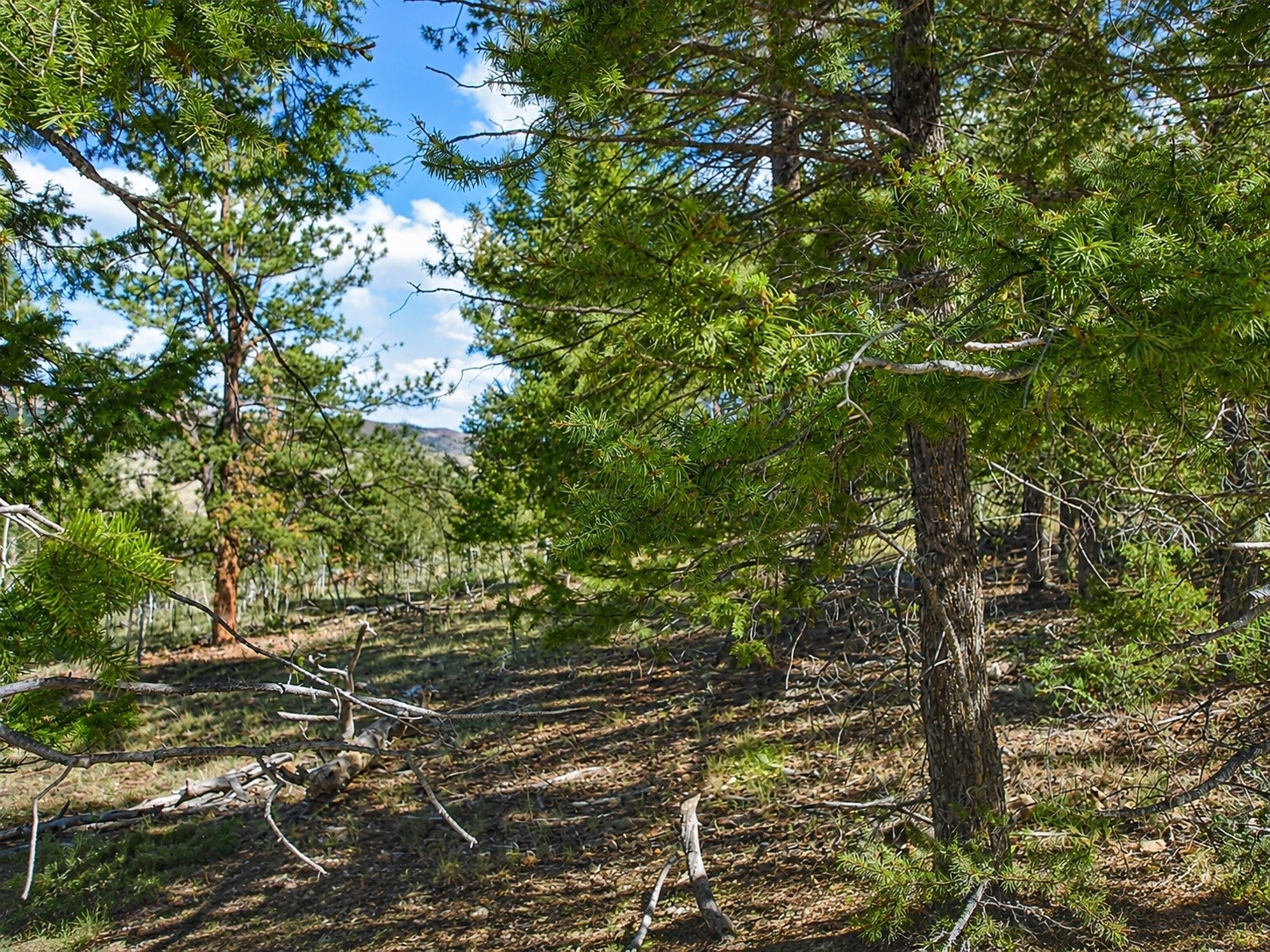 2381 Redhill Road Fairplay, CO 80440 - Photo 8 of 9