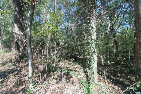 a view of a forest with a tree