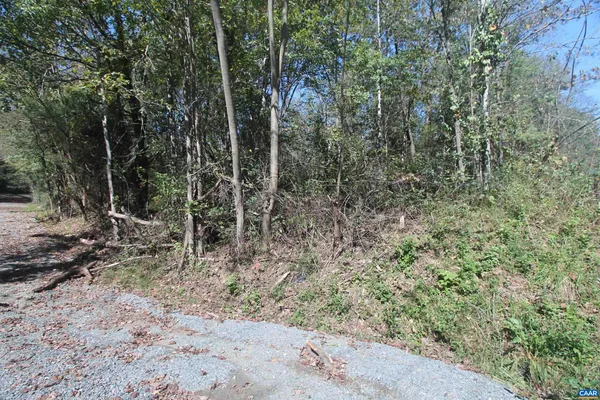 a view of a forest with trees in the background