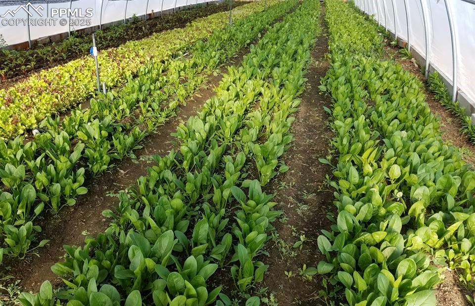 7545 North Log Road Peyton, CO 80831 - Photo 26 of 44 a view of a garden