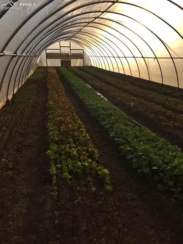 a view of a lush green forest
