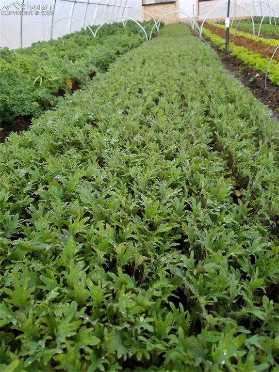 7545 North Log Road Peyton, CO 80831 - Photo 30 of 44 a view of a lush green forest