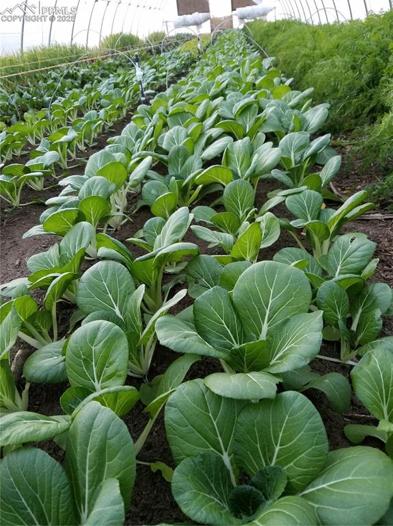 7545 North Log Road Peyton, CO 80831 - Photo 32 of 44 a view of a garden with a plant